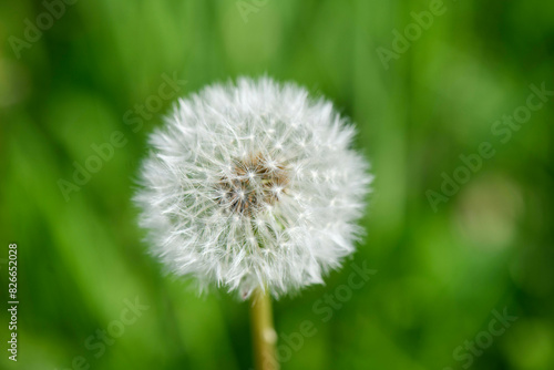 Taraxacum officinale