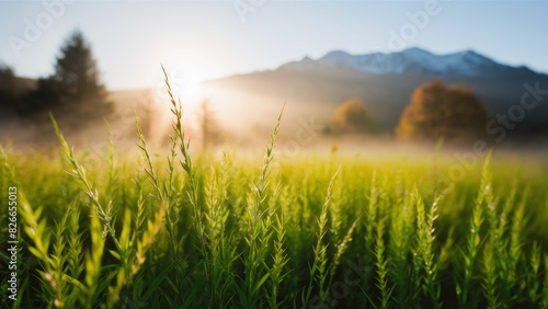 A serene  beautiful morning. A lush green meadow bathed in the golden light of the rising sun. The sun s rays gently break through the fog  creating a dreamy atmosphere.