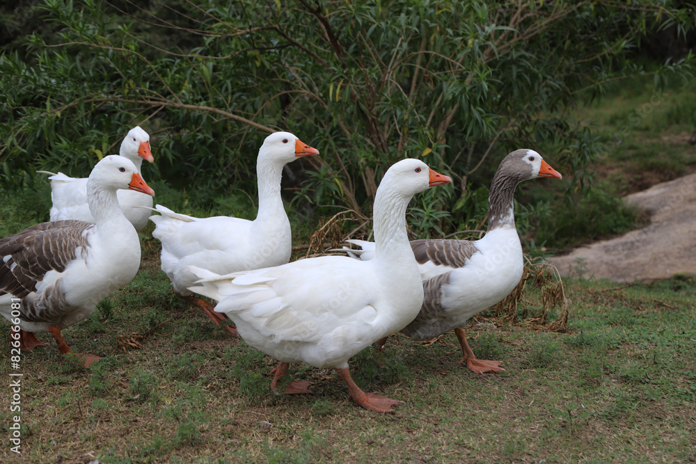 Group of geese walking free on rural farm. Row of geese. Farm animals. Domestic birds. Poultry industry.
Group of geese walking free on rural farm. Row of geese. Farm animals. Domestic birds. Poultry industry.