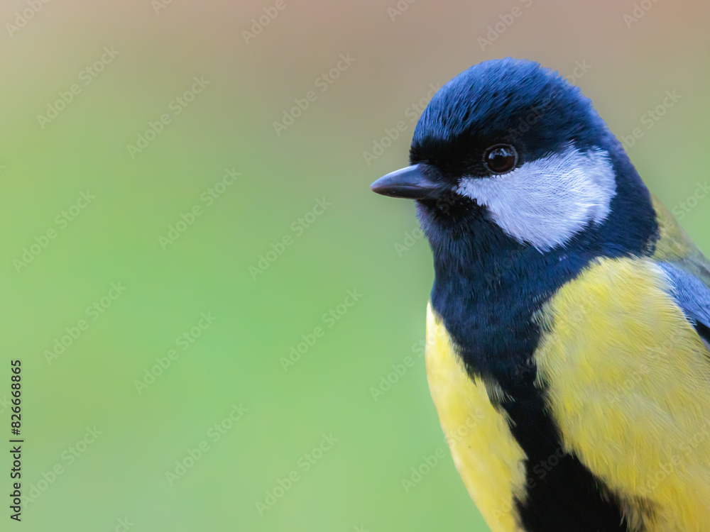 Obraz premium Portrait of a great tit. The picture shows a male tit against a green brown background.