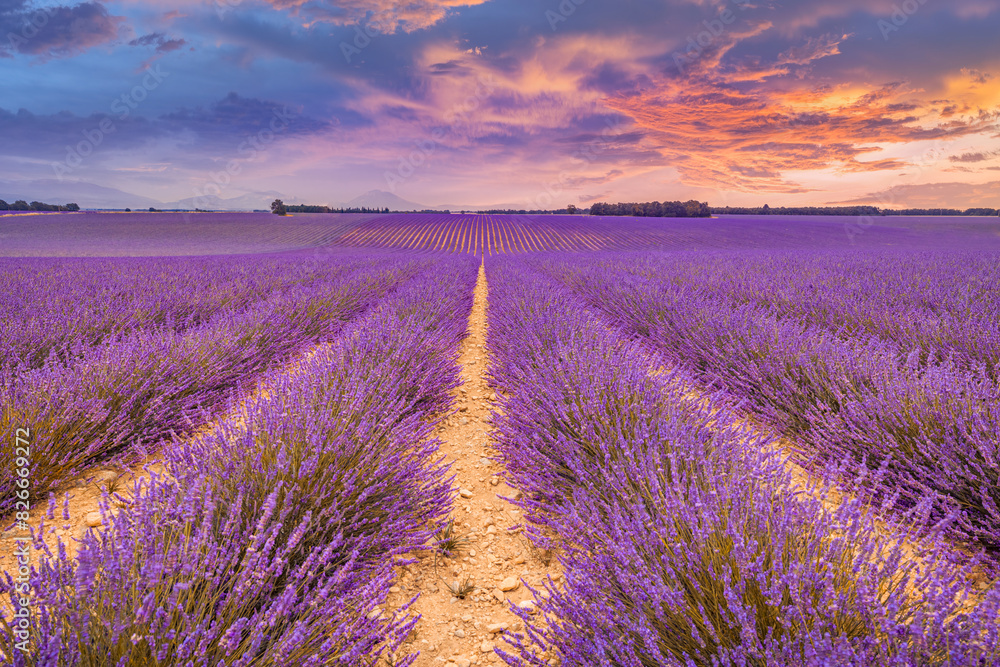 Wonderful nature vacation landscape. amazing sunset scene blooming lavender flowers. Moody sky, pastel colors on bright landscape view. Majestic dream floral panoramic meadow nature lines and horizon
