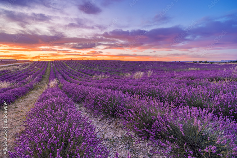 Obraz premium Wonderful nature vacation landscape. amazing sunset scene blooming lavender flowers. Moody sky, pastel colors on bright landscape view. Majestic dream floral panoramic meadow nature lines and horizon
