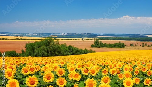 sunny sunflower field in ukraine