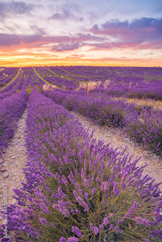 Wonderful nature vacation landscape. amazing sunset scene blooming lavender flowers. Moody sky  pastel colors on bright landscape view. Majestic dream floral panoramic meadow nature lines and horizon