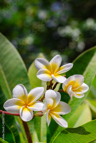 Peaceful white tropical flower Frangipani over beautiful green blur lush foliage  sunny exotic garden. Tranquil nature closeup  romantic  love Plumeria. Spa  meditation inspire floral macro. Wellbeing