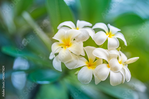 Peaceful white tropical flower Frangipani over beautiful green blur lush foliage, sunny exotic garden. Tranquil nature closeup, romantic, love Plumeria. Spa, meditation inspire floral macro. Wellbeing