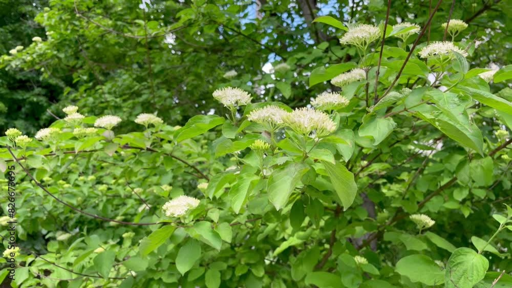 blooming Cornus sanguinea plant with clusters of small white flowers and green foliage blooming Cornus sanguinea plant with clusters of small white flowers and green foliage
