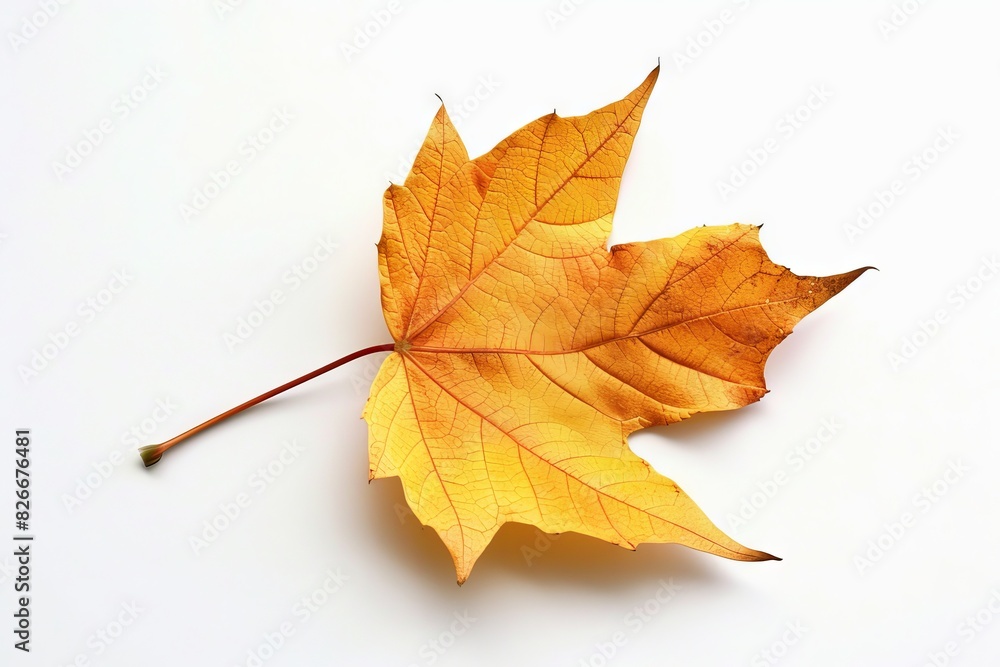 Fototapeta premium Yellow Leaf on White Surface