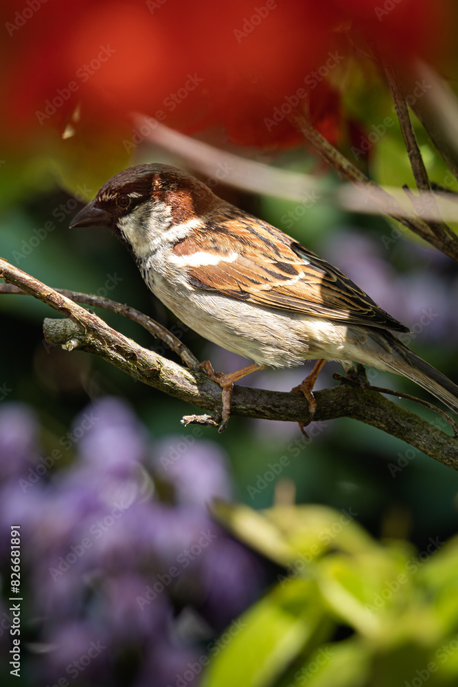 Naklejka premium Vogel