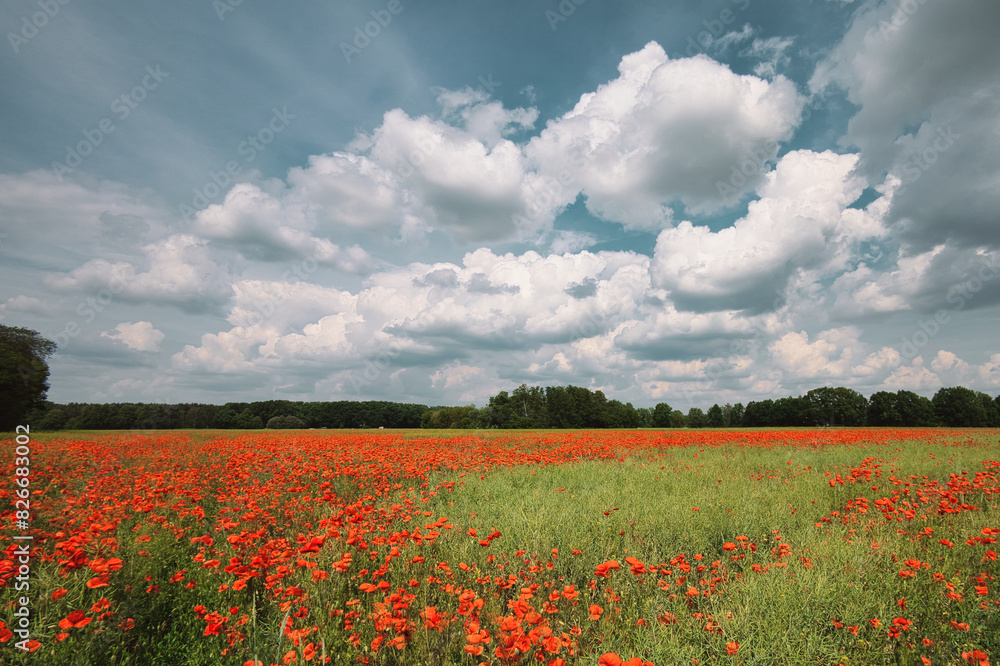 Mohn - Ecology - Beautiful summer day. Red poppy field. - Flowers Red poppies blossom on wild field. - Sunrise - Sunset - High quality photo Mohn - Ecology - Beautiful summer day. Red poppy field. - Flowers Red poppies blossom on wild field. - Sunrise - Sunset - High quality photo