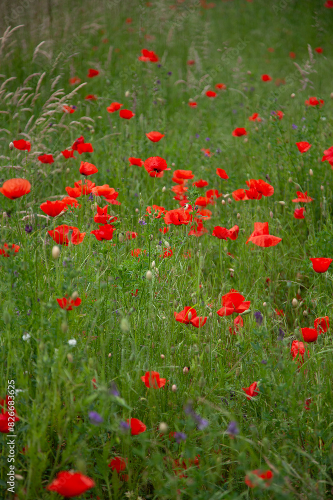 Fototapeta premium field of poppies