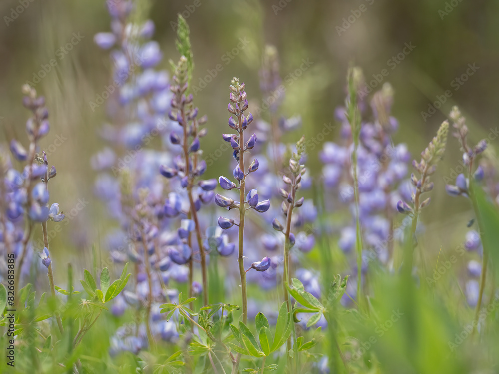 Obraz premium beautiful blue purple lupine blooming in spring