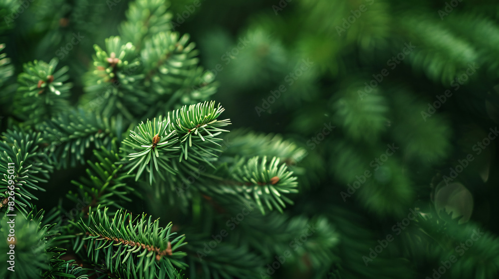 Lush green pine branches. Close-up of vibrant green pine branches, perfect for nature or holiday-themed designs. Lush green pine branches. Close-up of vibrant green pine branches, perfect for nature or holiday-themed designs.