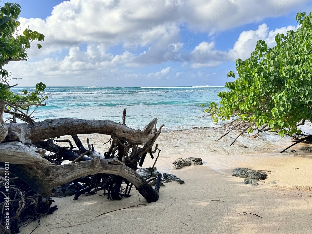 Fototapeta premium view of dead wood on a sandy beach in guadeloupe in the french west indies