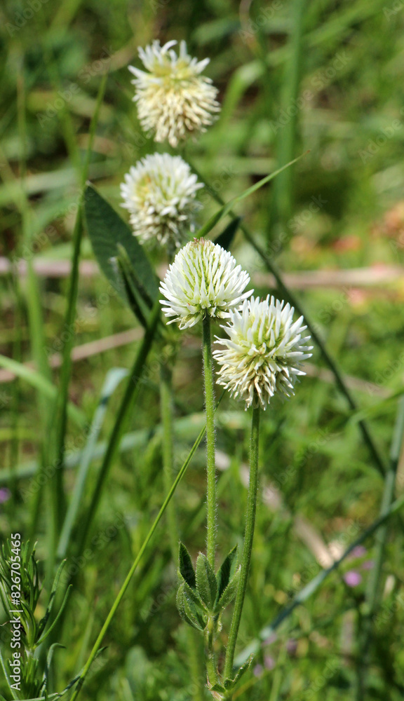 Mountain clover (Trifolium montanum) grows in nature Mountain clover (Trifolium montanum) grows in nature