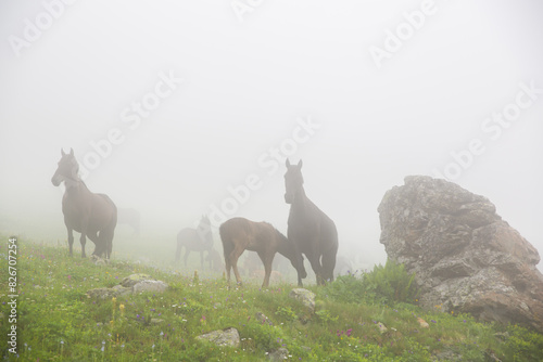 Horses graze in the fog in the mountains.