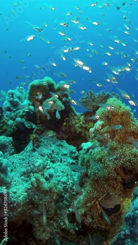 Wallpaper Mural A school of fish swimming in the ocean. The fish are scattered throughout the water, with some swimming near the surface and others deeper down. The scene is peaceful and serene Torontodigital.ca