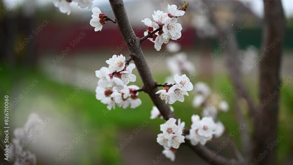 White blooming flowers on a tree branch White blooming flowers on a tree branch