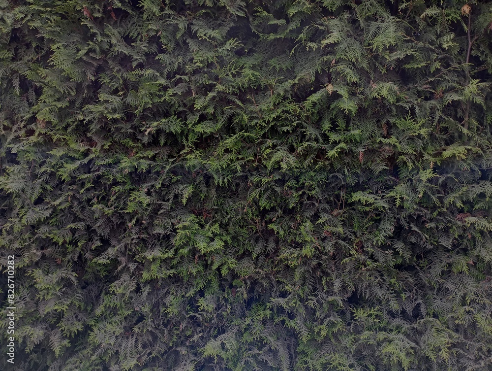 The dusty surface of the thuja hedge near the road. There is a lot of pollen on the leaves and branches of trees that form a hedge. The dusty surface of the thuja hedge near the road. There is a lot of pollen on the leaves and branches of trees that form a hedge.