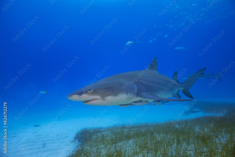 Fototapeta premium Sharks Underwater