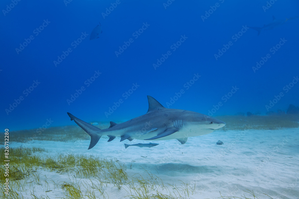Fototapeta premium Sharks Underwater