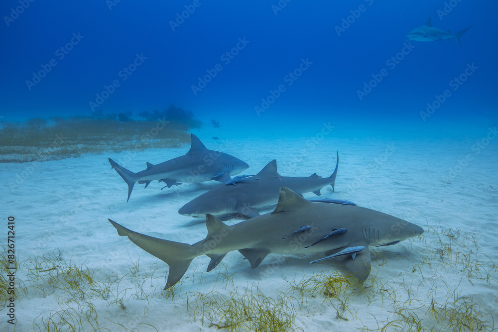 Obraz premium Sharks Underwater