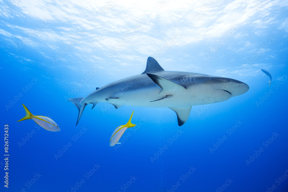 Sharks Underwater Sharks Underwater