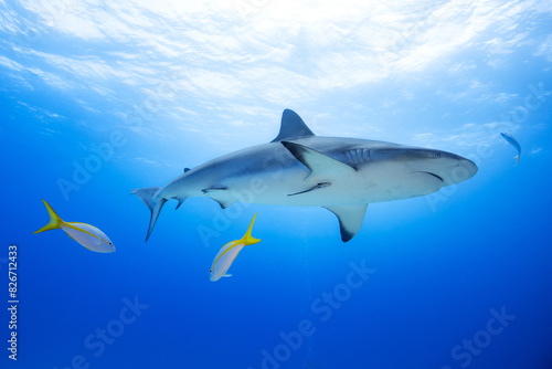 Sharks Underwater
