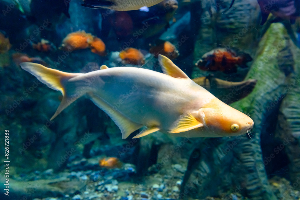 Multi-colored fish in the aquarium at the Sochi Aquarium. Tourist places of Sochi. The close-up. Multi-colored fish in the aquarium at the Sochi Aquarium. Tourist places of Sochi. The close-up.