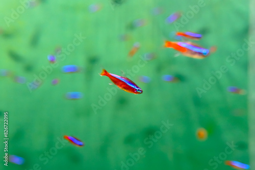 The neon tetra (Paracheirodon innesi) isolated on a fish tank with blurred background photo