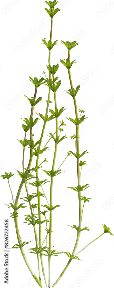 Naklejka premium Side view of Hedge Bedstraw plant