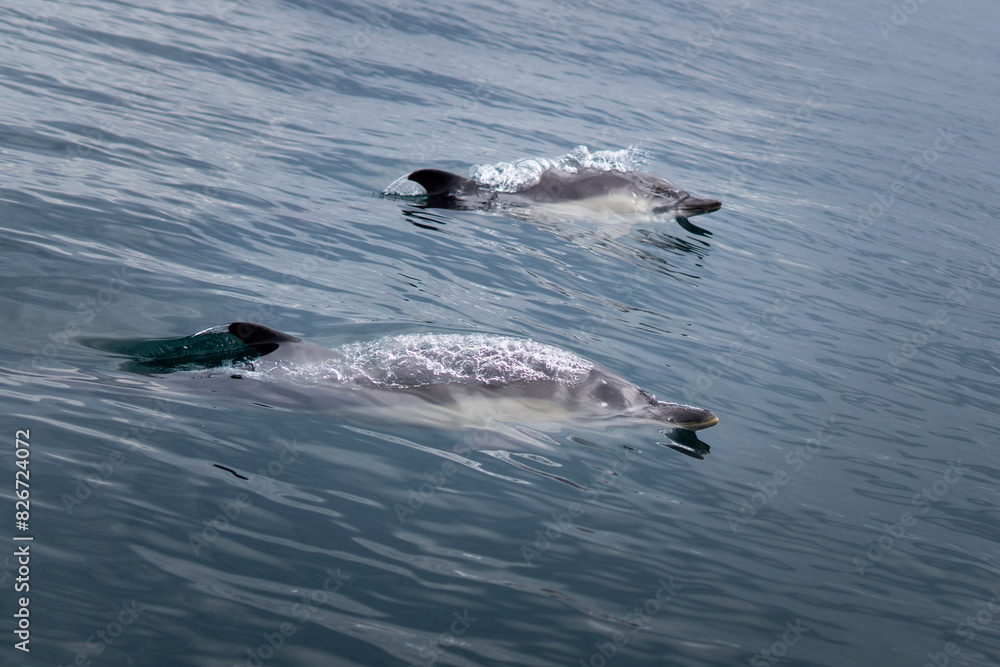 Fototapeta premium Les dauphins