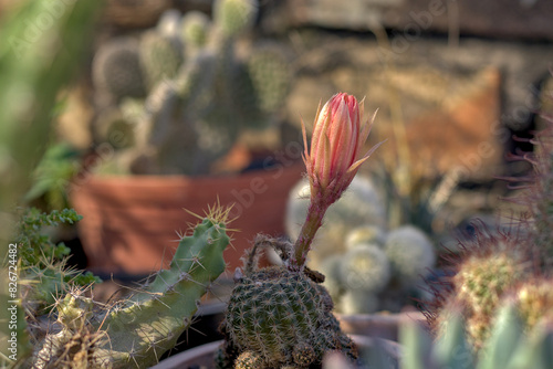 Flower bud of the cactus Echinopsis arachnacantha