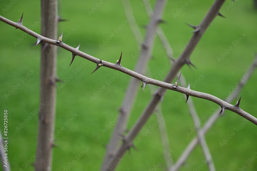 Tree branches with large thorns against a background of green grass Tree branches with large thorns against a background of green grass