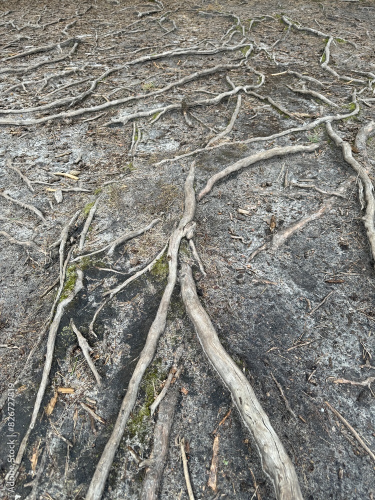 Tree root patterns spreading on the ground Tree root patterns spreading on the ground
