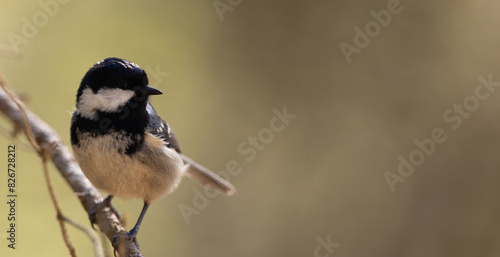 coal tit on branch