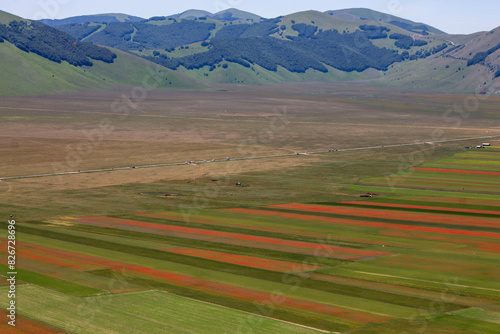  summer flowering in Castelluccio di Norcia 