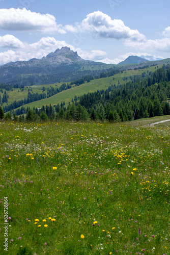 flowers in alpine meadow of alto adige