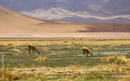 Wallpaper Mural Panarama photo of vicuñas grazing in the temporarily blooming desert Torontodigital.ca