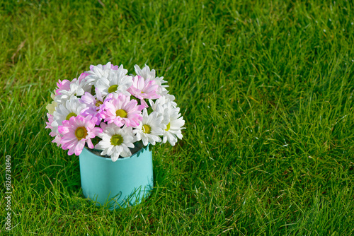 Fresh beautiful white and pink chrysanthemum flowers