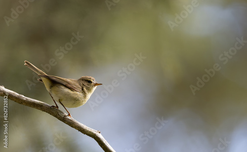 chiffchaff on a branch