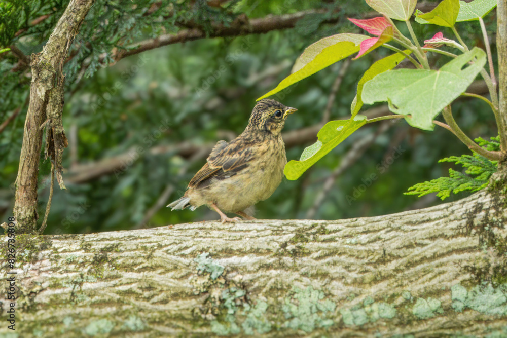 枝にとまるアオジ幼鳥 枝にとまるアオジ幼鳥