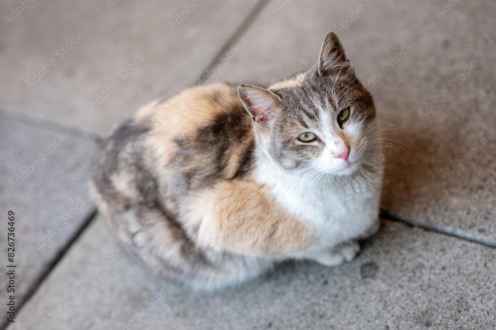 Tricolor street cat sitting on the road, top view Tricolor street cat sitting on the road, top view