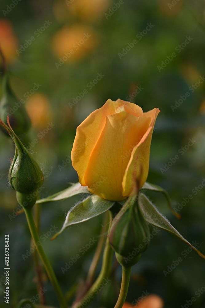 yellow rose buds close up, orange rose flower head macro yellow rose buds close up, orange rose flower head macro