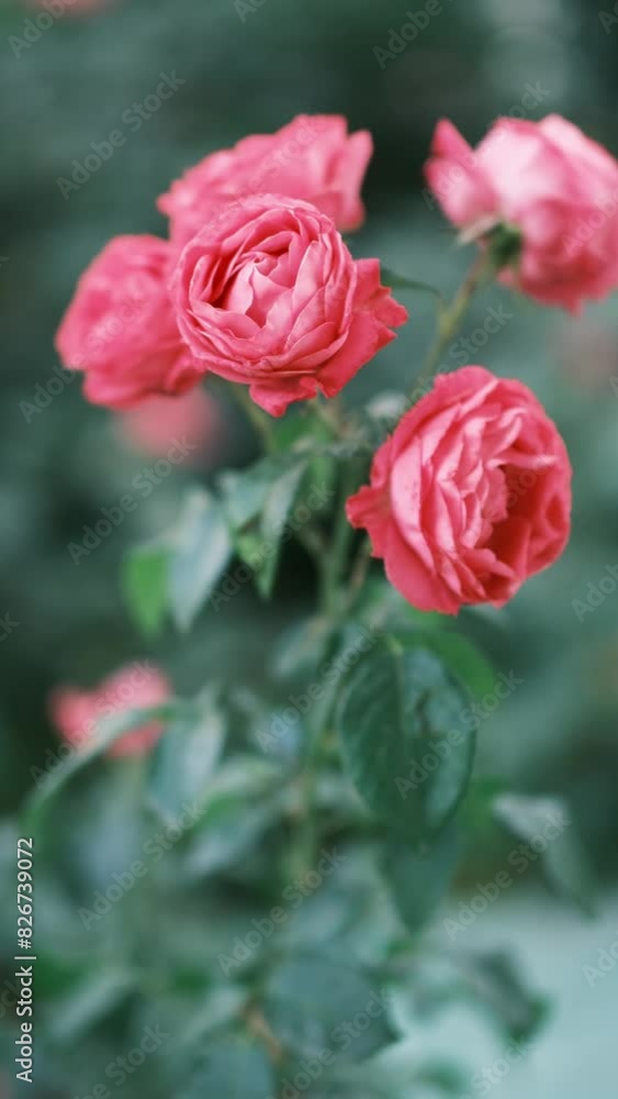 pink color wild roses with nature blur background. High quality 4k footage pink color wild roses with nature blur background. High quality 4k footage