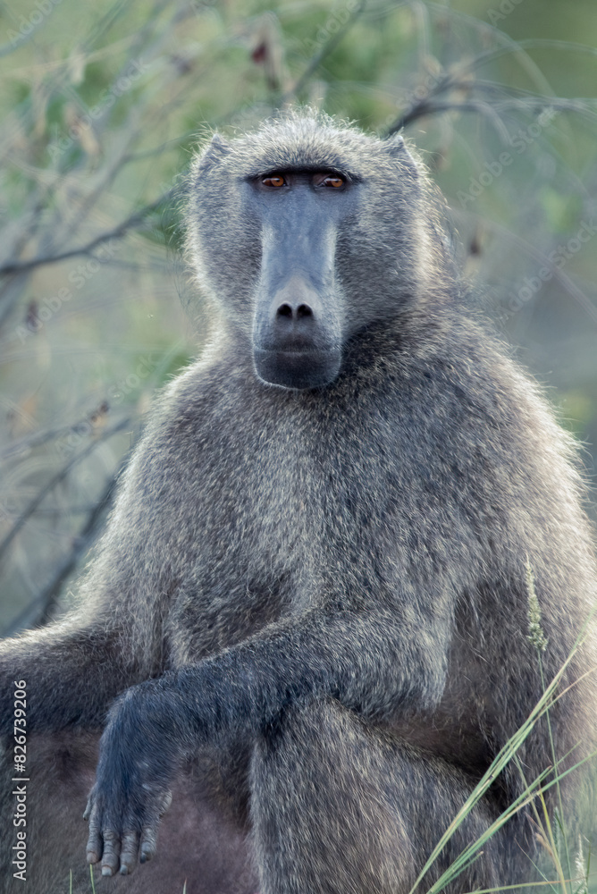 A Chacma Baboon, Papio ursinus, in the Pilanesberg National Park in South Africa A Chacma Baboon, Papio ursinus, in the Pilanesberg National Park in South Africa