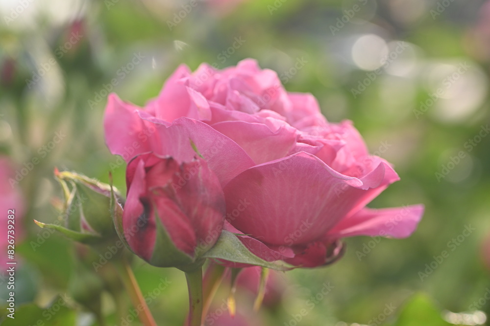 pink rose buds close up, light pink rose flower head macro pink rose buds close up, light pink rose flower head macro
