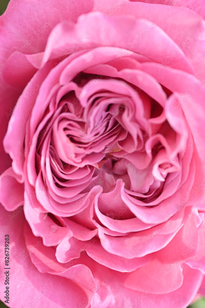 close-up rose flower as background, macro texture of rose flower petals close-up rose flower as background, macro texture of rose flower petals