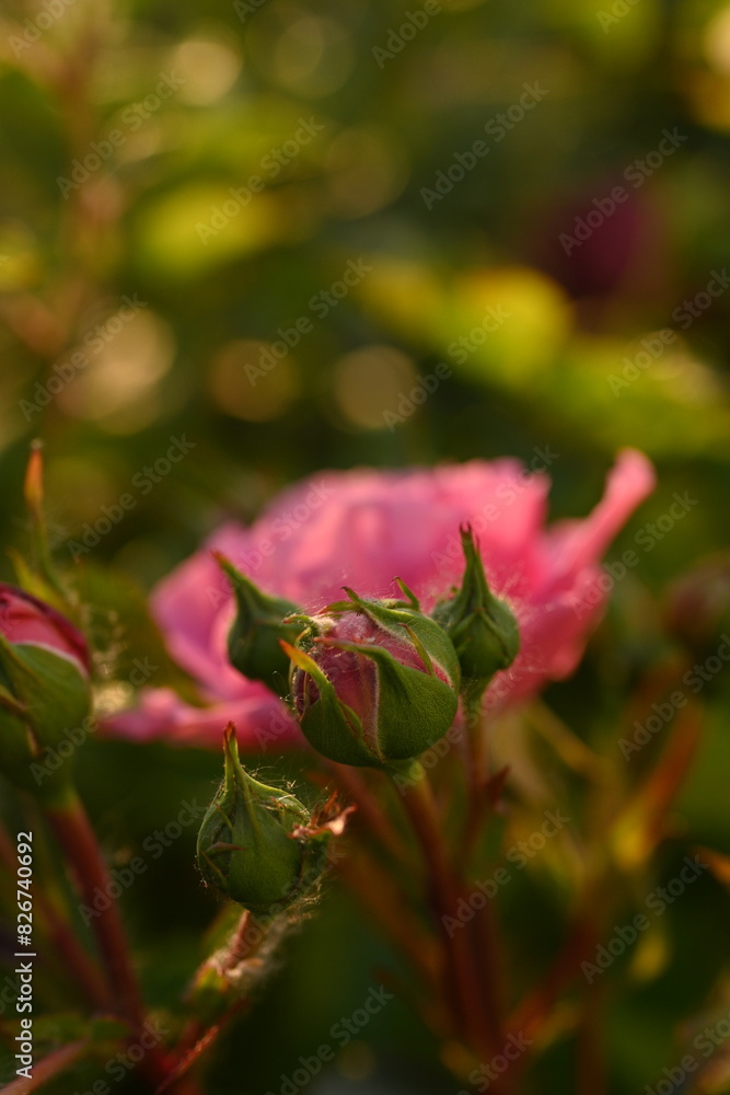 pink rose buds close up, light pink rose flower head macro pink rose buds close up, light pink rose flower head macro