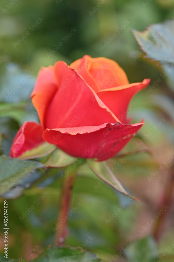 Fototapeta premium blooming pink rose flowers and buds with delicate petals and soft lighting. perfect for romantic, floral, botanical, and garden-themed visuals. pink rose flowers and buds close-up